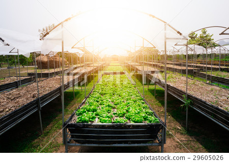 Butter head Lettuce 29605026