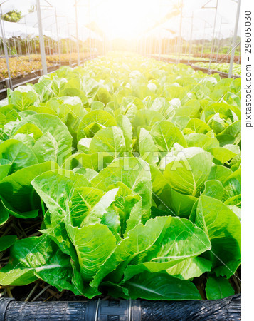 Romaine Lettuce Romaine Lettuce 29605030