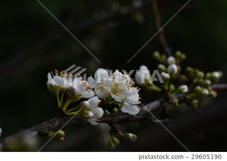 Plum blossoms 29605190