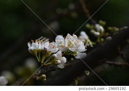 Plum blossoms 29605192