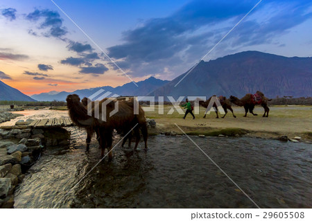 Camel in Nubra Valley, Ladakh, India 29605508