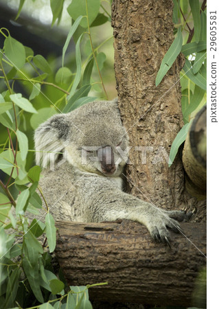 Australian koala bear sitting on a branch 29605581