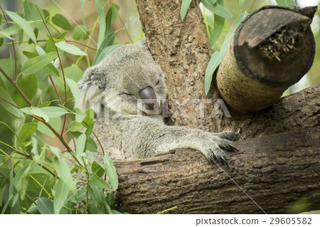Australian koala bear sitting on a branch 29605582