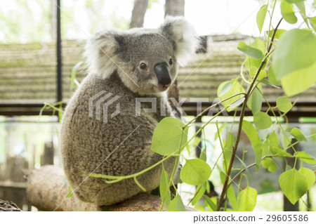 Australian koala bear sitting on a branch Australian koala bear sitting on a branch 29605586