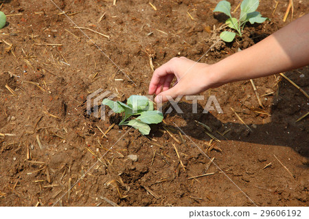Organic 29606192