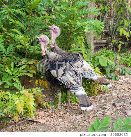 Turkey cock or Turkey bird with green background 29608685