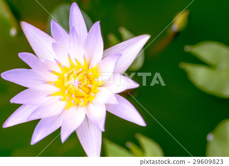 pollen of lotus flower in pool water pollen of lotus flower in pool water 29609823