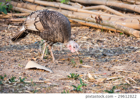 Turkey cock or Turkey bird with green background 29612822