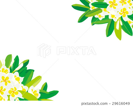 Plumeria Illustration 29616049