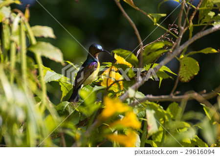 Olive-backed sunbird is nectativore 29616094