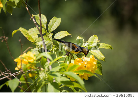 Olive-backed sunbird is nectativore 29616095