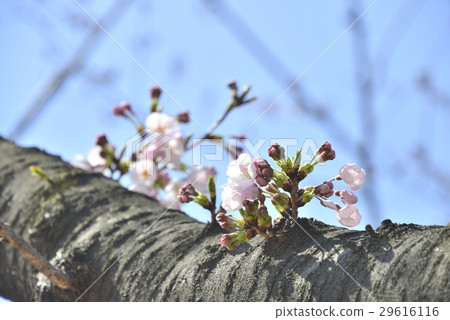 Seasonal flowers 29616116