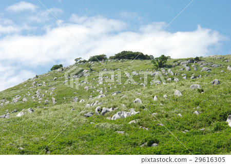 Hiratodai sheep gobara Hiratodai sheep gobara 29616305