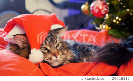 Sad Maine Coon cat as Santa Claus wears christmas 29616512