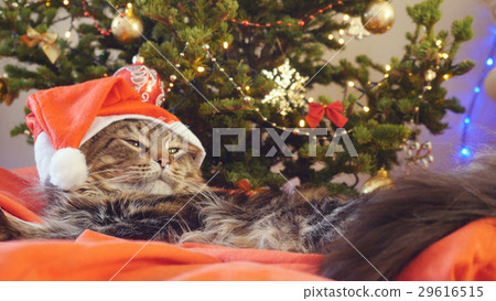 Funny Maine Coon cat as Santa Claus wears 29616515