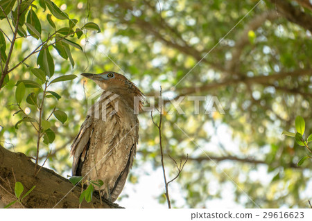 黑冠麻鷺 29616623