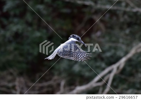 [Wild birds] Hovering of Yamasemi 29616657