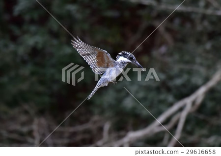 [Wild birds] Hovering of Yamasemi 29616658