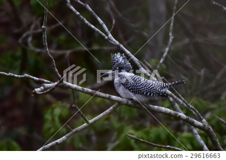 [Wild birds] Yamasemi that remains on dead branches 29616663