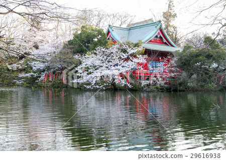 Spring of Inokashira Park 29616938
