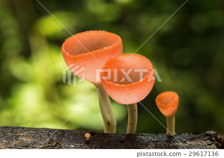 Orange mushroom or Champagne mushroom  29617136