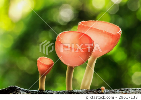 Orange mushroom or Champagne mushroom  29617138