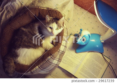 cat in catbed with lamp and book close up photo cat in catbed with lamp and book close up photo 29617239