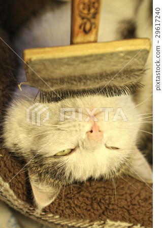 cat face with brush being grooming cat face with brush being grooming 29617240