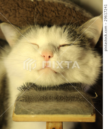 cat face with brush being grooming cat face with brush being grooming 29617241