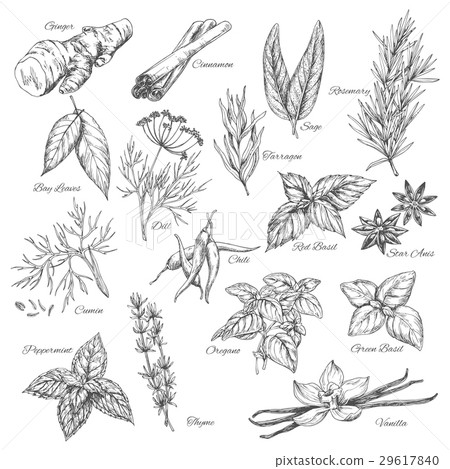 Vector sketch spices and herb plants flavorings 29617840