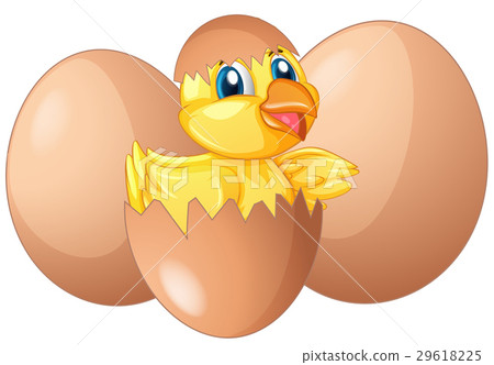 Little chick hatching egg Little chick hatching egg 29618225