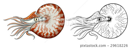 Animal outline for nautilus shell 29618226