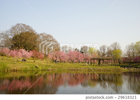 古河小島公園Momofumi節 古河小島公園Momofumi節 29618321