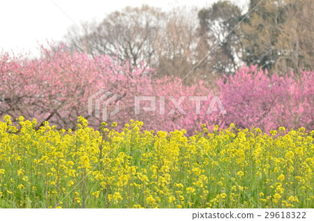 古河小島公園Momofumi節 古河小島公園Momofumi節 29618322