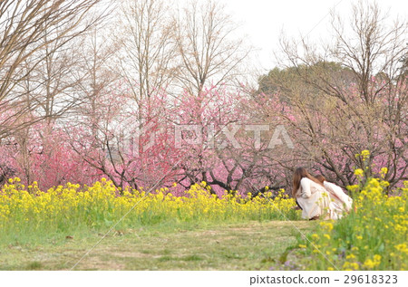 古河小島公園Momofumi節 古河小島公園Momofumi節 29618323