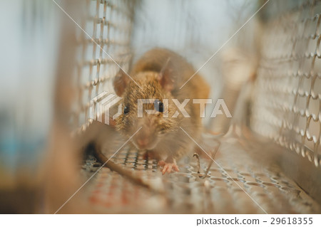 trapped mouse 29618355