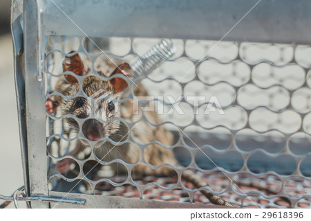 trapped mouse 29618396