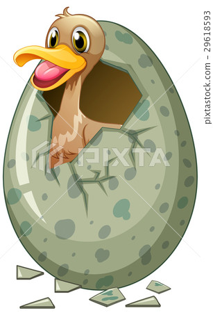 Little duck in eggshell 29618593