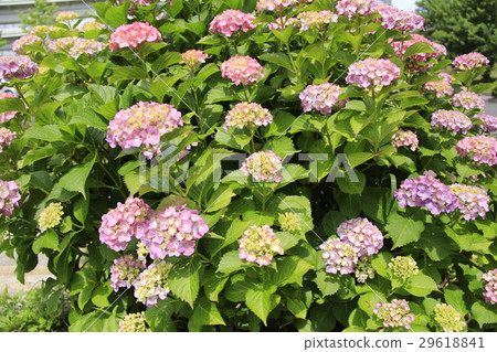 繡球花在公園19 繡球花在公園19 29618841