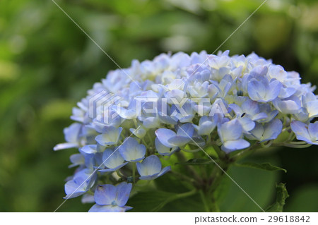 繡球花2在公園裡 繡球花2在公園裡 29618842