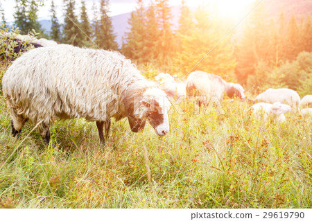 Grazing sheep flock on the pasture in mountains Grazing sheep flock on the pasture in mountains 29619790