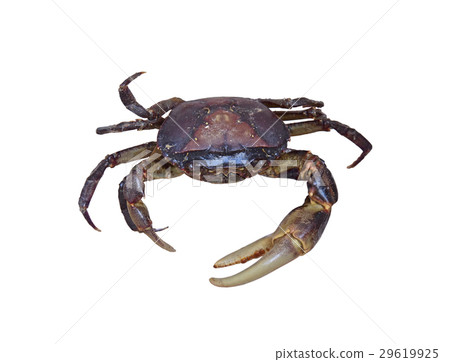 Black crab Black crab 29619925