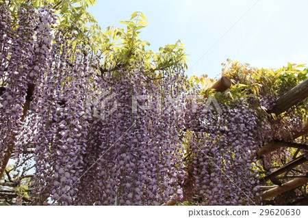  Wisteria flowers 29620630