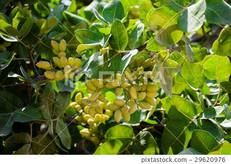 Bunch of green Pistachio nut shells 29620976