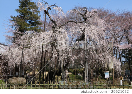 市川折疊的櫻桃 市川折疊的櫻桃 29621022