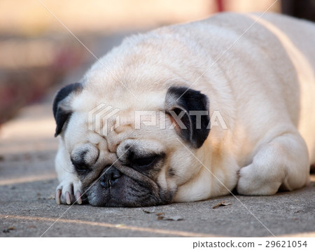 lovely lonely white fat cute pug dog outdoor lovely lonely white fat cute pug dog outdoor 29621054