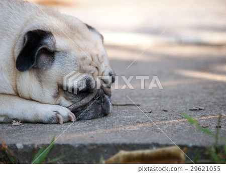 lovely lonely white fat cute pug dog outdoor lovely lonely white fat cute pug dog outdoor 29621055