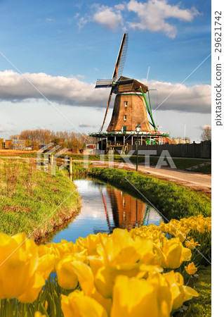 Dutch windmill with tulips in Amsterdam, Holland 29621742