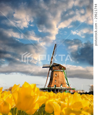 Dutch windmill with tulips in Amsterdam, Holland 29621744