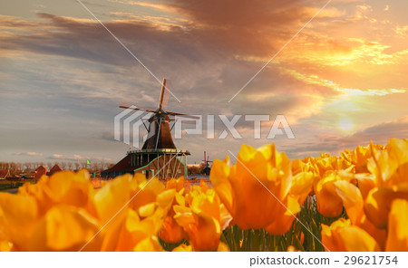 Dutch windmill with tulips in Amsterdam, Holland 29621754
